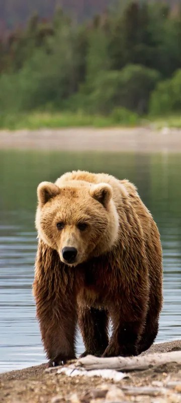 Bear in Alaska